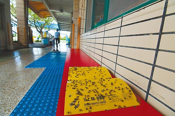 台東縣豐源國小蒼蠅大爆發,捕蠅紙上密密麻麻的蒼蠅,讓人頭皮發麻。圖/莊哲權攝