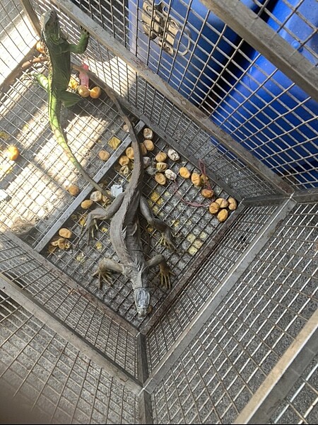 屏東縣的綠鬣蜥去年抓4182隻,109年截至9月底就抓了5480隻。圖/屏東縣政府提供