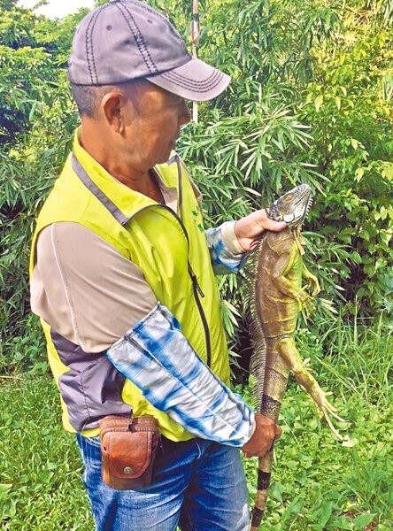 屏東縣今年捕獲的野生綠鬣蜥至9月已有5480隻，超過去年全年捕捉4182隻，數量相當驚人。（屏東縣政府提供／潘建志屏東傳真）