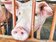 飼料公會：萊豬對養豬業影響有限