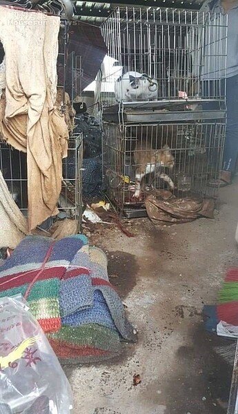 王姓女子19隻貓的生活環境相當惡劣。記者陳弘逸/翻攝