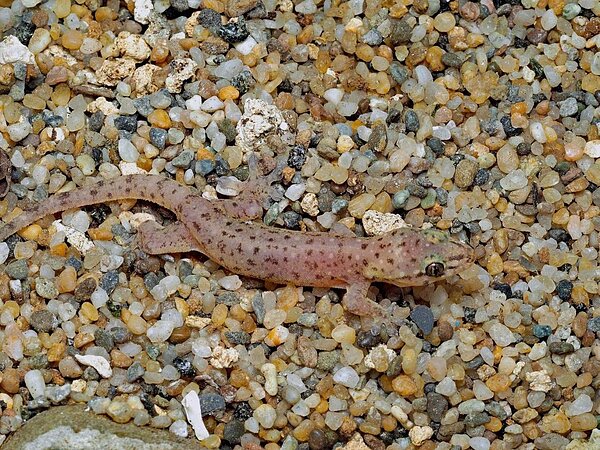 台灣多年未見的截趾虎在高雄壽山現蹤,更記錄到幼體存在,證明截趾虎在壽山繁殖。圖/高雄市觀光局提供