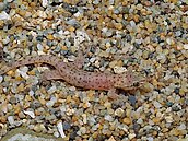 存在成謎的截趾壁虎　高雄壽山現蹤