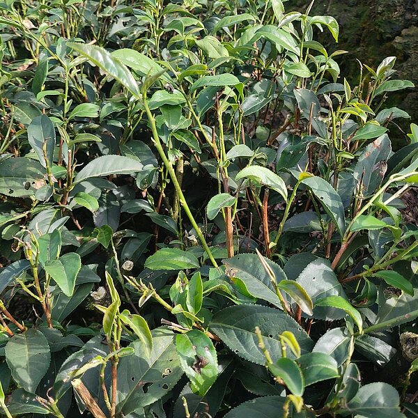 坪林茶葉新芽都已枯損，預估損失達六成。圖／取自新北市議員陳永福臉書