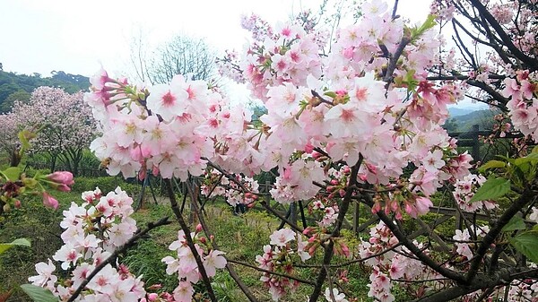 走訪三芝三生公園歇歇腳。圖／新北市政府農業局提供