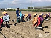 蒜價創新高全國已超種500公頃　農會籲掌握農情勿搶種