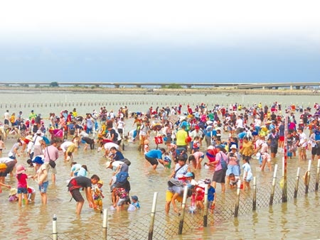 台南市七股海鮮節的摸文蛤體驗是夏季沿海熱門活動，南市府推廣海洋生態旅遊，讓遊客在溼地特定範圍內挖蛤。（莊曜聰攝）