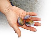 香山溼地成免費冰箱