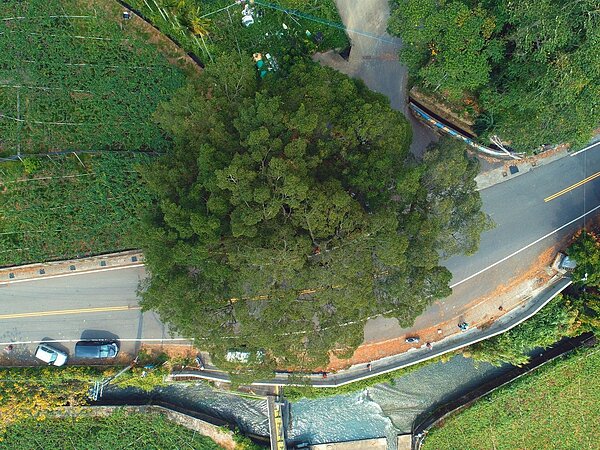 苗栗縣卓蘭鎮山尾伯公廟旁老榕樹空拍樹冠層，發現感染褐根病的跡象，2020年啟動救治。圖／苗栗縣政府提供