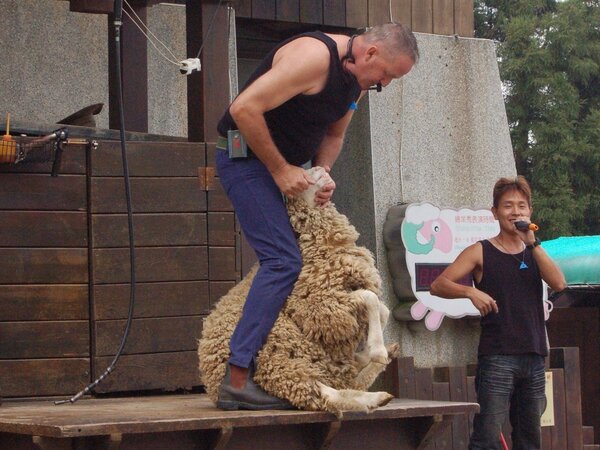 清境農場展演牧羊人是從紐西蘭特聘的專業畜牧農，讓遊客看綿羊牙齒是說明可藉此辨識羊隻年齡。記者賴香珊／攝影