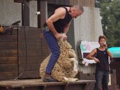 清境綿羊秀　動保團體連署要求終止
