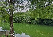 員山大湖荒廢　宜縣府再造天鵝美景