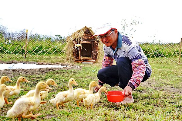 每日還能觀賞養鴨人家的「趕鴨秀」。圖/新北市高灘處提供