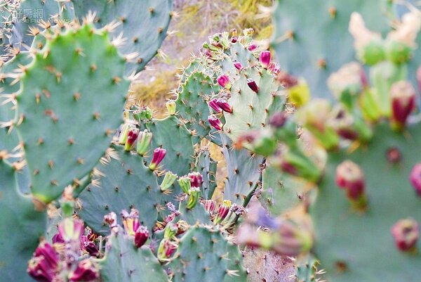 高雄旗後山圖2-1-4