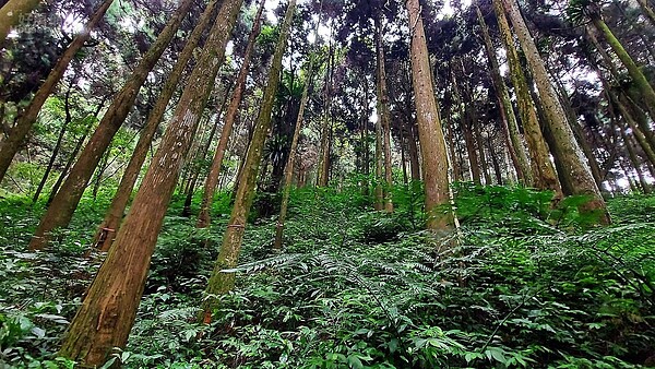 嘉義阿里山圖３－１－6