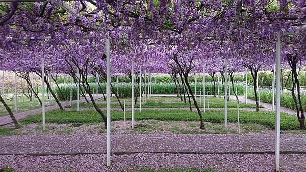 紫藤咖啡館因違建問題,將於明年4月歇業,老闆賴文鏗滿是不捨。圖/紫藤咖啡館老闆賴文鏗提供