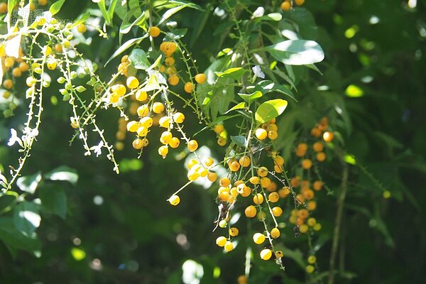 台北陽明山圖４－１－4