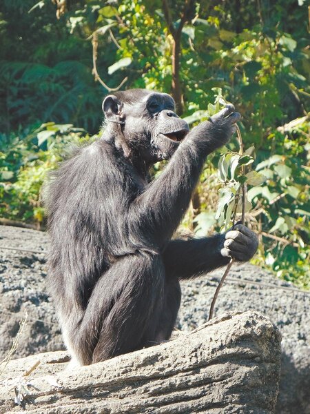 黑猩猩阿嬤「阿美」3日進行腫瘤移除手術，由於年紀大體力不佳，治療時在麻醉中呼吸衰竭，享年51歲。（台北市立動物園提供）