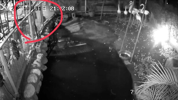 上月30日有一名男童拿不明物體往紅鶴方向丟,導致紅鶴跳開時受傷。記者王思慧/翻攝