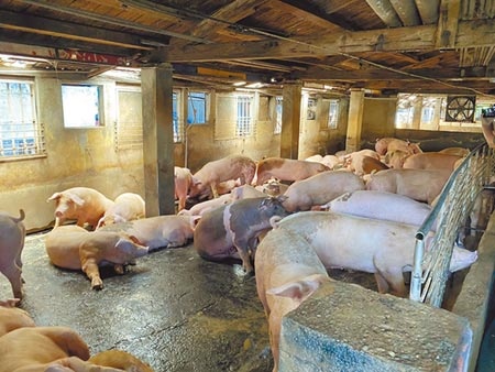 北市議會4日進行《台北市食品安全管理自治條例》修正案表決，三讀通過「北市販售豬肉及其他相關製品不得檢出乙型受體素（萊劑）」。（王志偉攝）