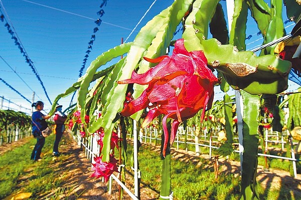 台東火龍果價格創新低,果農表示農糧署認為符合生產成本的交易價格,不適用於台東。(蔡旻妤攝)