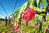 火龍果均價20元　創10年最低