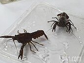 大安森林公園遭大理石紋螯蝦入侵　恐危及螢火蟲復育