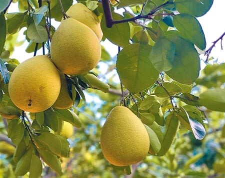 柚香禮券透過有別於以往的的方式帶動盛產期的本土文旦柚銷量，也進一步讓民眾支持其他在地農產品。中時報系資料照