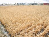 香山海水倒灌　3公頃稻子枯死