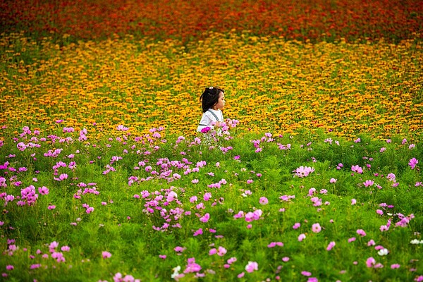 2020桃園花彩節楊梅展區閉幕,大園展區接續登場。圖/桃園市政府提供