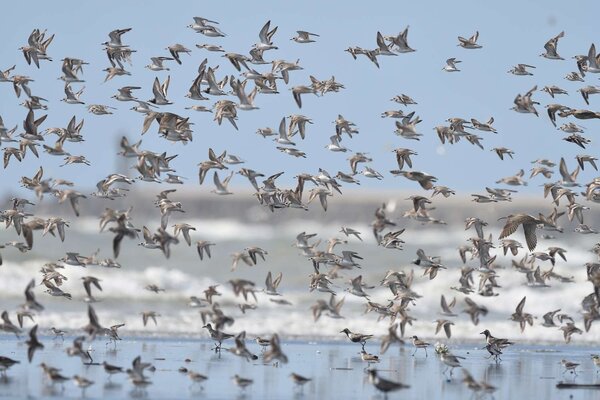 近日在金城湖區北面客雅溪出海口，出現千隻水鳥一起飛舞的壯觀畫面。圖／新竹市政府提供