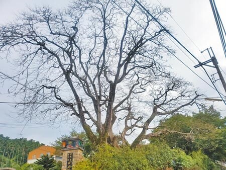 雲林縣古坑鄉華南國小校門口兩棵50年鳳凰木。(周麗蘭攝)