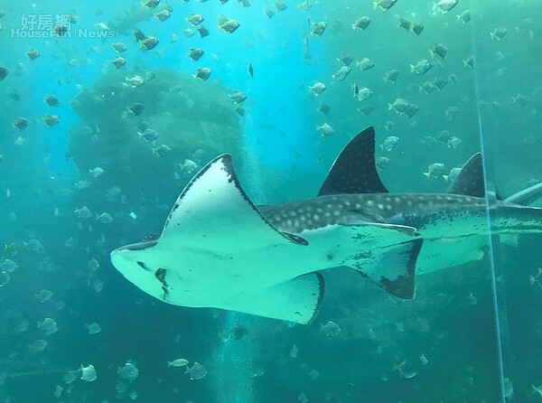 「置地廣場.桃園」內的超大水族館。好房網News記者李彥穎攝
