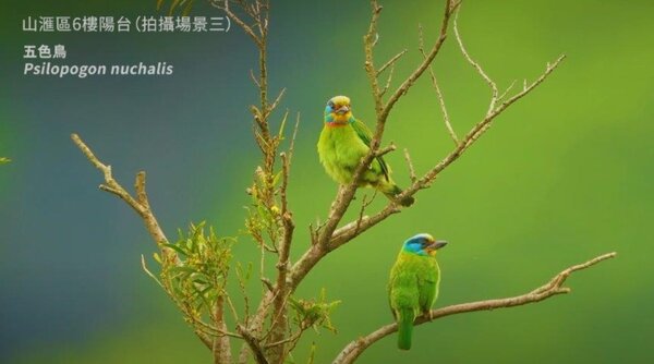 從「山海匯」社區陽台拍攝的「五色鳥」。照片鄉林集團提供