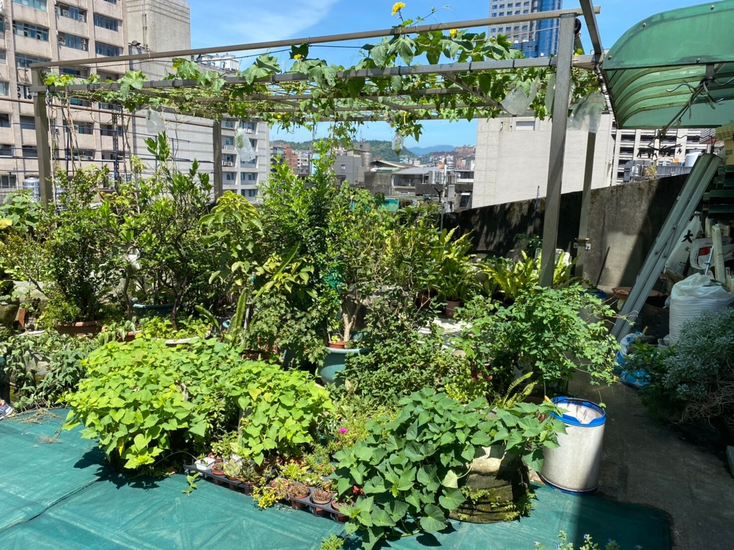 基隆市仁壽里屋頂農園。圖／基隆市政府提供