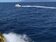 龜山島海域惡劣快艇戲弄鯨豚　宜蘭縣府將調查究責
