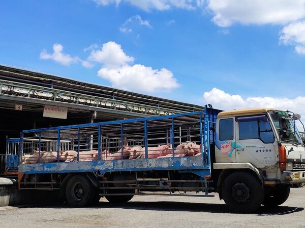 台灣自口蹄疫區除名，豬肉拚外銷挑戰大。記者謝進盛／攝影