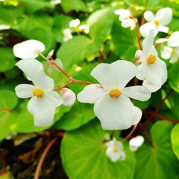 花博公園新生園區內秋海棠盛開景象。圖／北市工務局提供