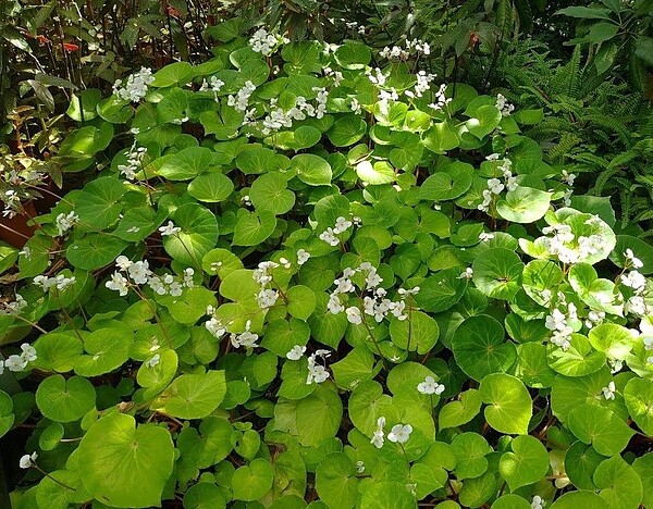 花博公園新生園區內秋海棠盛開景象。圖／北市工務局提供