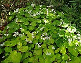 不用特地飛蘭嶼！花博公園秋海棠吸睛成打卡熱點