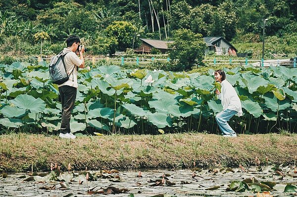 新北市雙溪上林荷花園花海如今正盛開，吸引遊客賞花。圖／景觀處提供