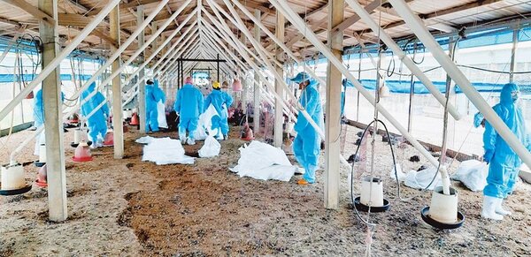二林一家土雞場，感染H5N5亞型高病原性禽流感病毒，10日撲殺1萬6031隻土雞，並進行環境消毒。（彰化縣動物防疫所提供／吳敏菁彰化傳真）