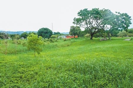 竹東河濱公園生態池變「青青草原」，預計年底可重現美景。（羅浚濱攝）