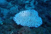 海水飆高溫　大量珊瑚白化