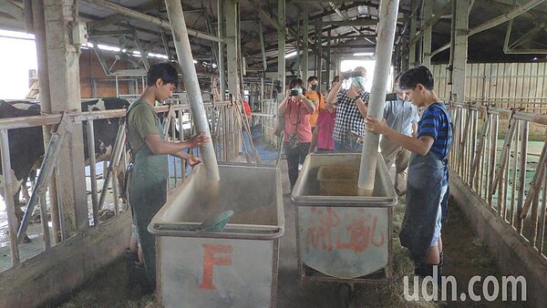 移工平日餵食乳牛農務情形。記者謝進盛／攝影