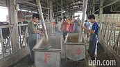 解決酪農缺工　柳營農會首批移工10人上線