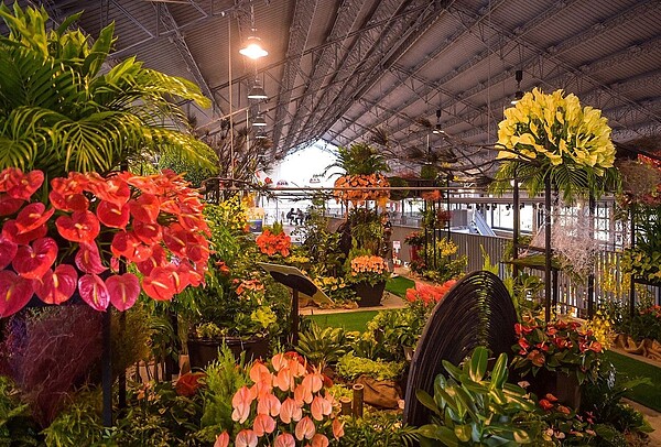 高雄內門是火鶴之鄉,種出的火鶴花品項多元,五顏六色別具風情。圖/高市農業局提供