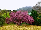 救救瀕死陽明山青邨櫻花王　居民嘆軍方遷離園區荒廢