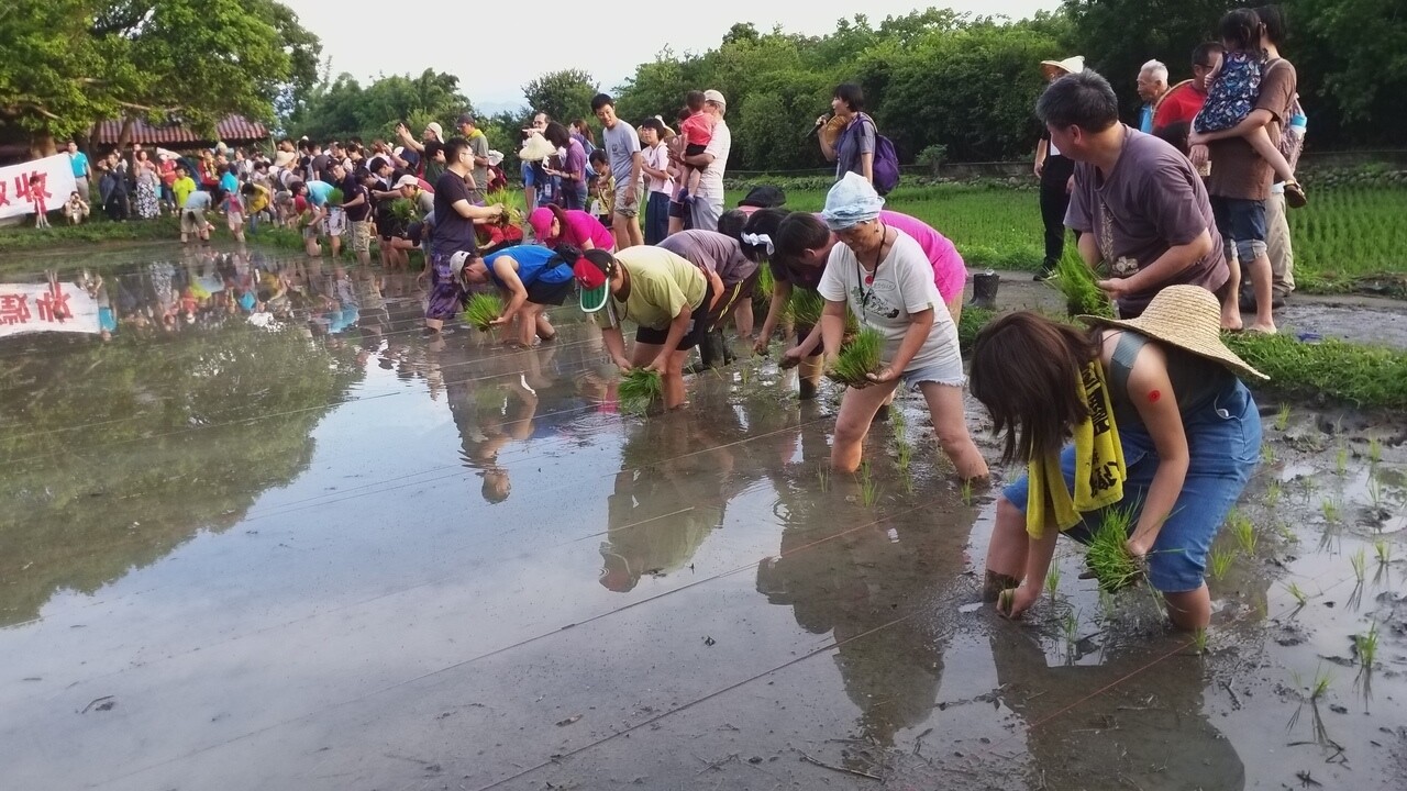 反對台知開發的民眾發起「救璞玉公民行動」，今天傍晚在竹北東海舉辦百人插秧守護璞玉活動。記者陳斯穎／攝影