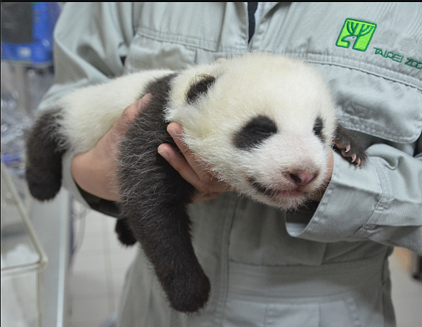 動物園今天起，針對最具代表性的6組名字進行第二階段網路票選。「團仔」、「圓妞」、「圓寶」、「柔柔」、「珍珠」和「麻糬」，那一個最符合大貓熊寶寶「圓仔妹」﹖圖／北市立動物園提供